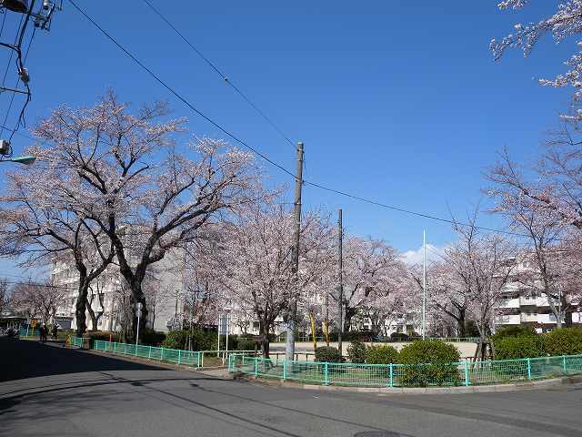 近所の桜　１.jpg