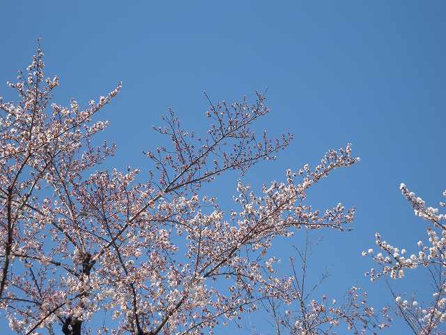 近所の桜　２.jpg