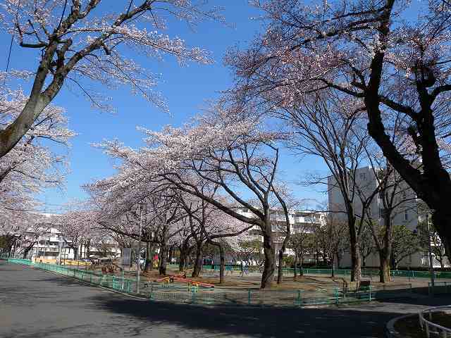 近所の桜　４.jpg
