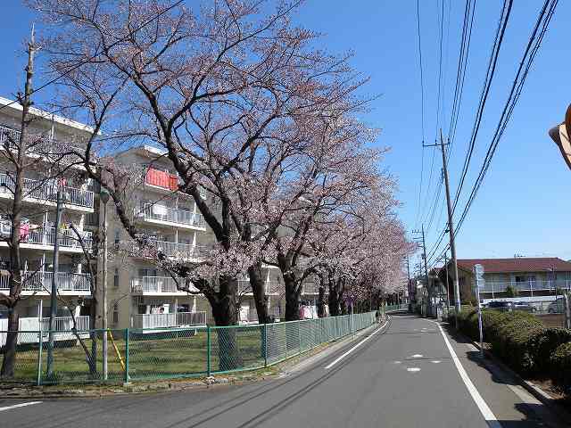近所の桜　５.jpg